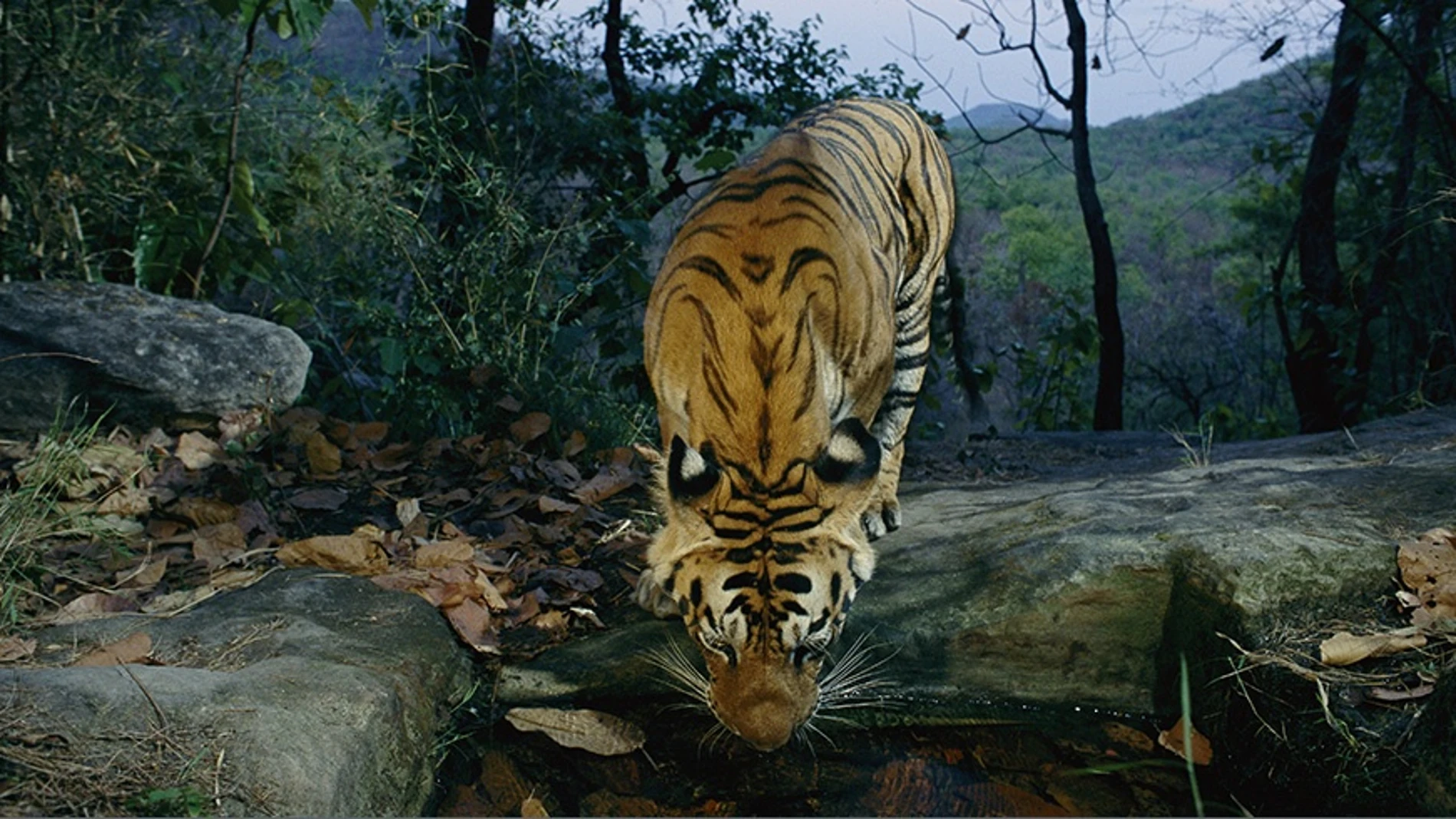 Tigre. Especies en peligro. WWF