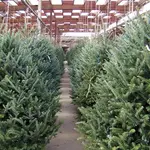El Ayuntamiento de Madrid comienza mañana la campaña de recogida de árboles de Navidad