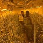 Agentes de la Guardia Civil en una plantación de marihuana