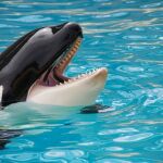 Orca
