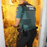 Agente de la Guardia Civil junto a una plantación de marihuana.GUARDIA CIVIL27/09/2022