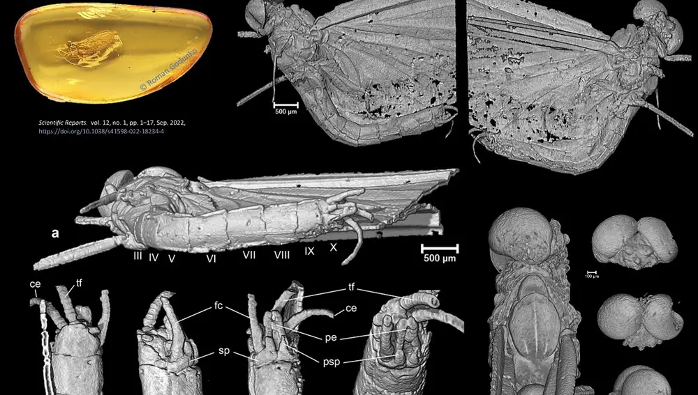 Imagen microtomográfica de un insecto que pertenece al orden de los efemerópteros (o efímeras) en una pieza de ambar de entre 35 y 47 millones de años | Fuente: Departamento de Zoología de la Universidad de Granada