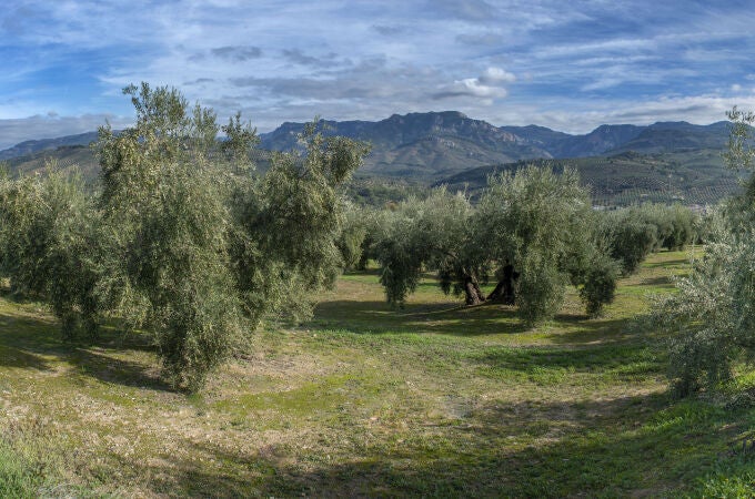 Vista de un olivar en Jaén hace un par de semanas