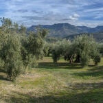 Vista de un olivar en Jaén hace un par de semanas