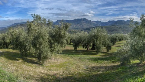 Vista de un olivar en Jaén hace un par de semanas