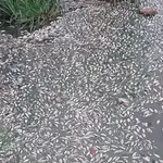 Peces muertos en el río Guadaíra. PLATAFORMA DEL RÍO GUADAÍRA