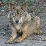 Lobo ibérico