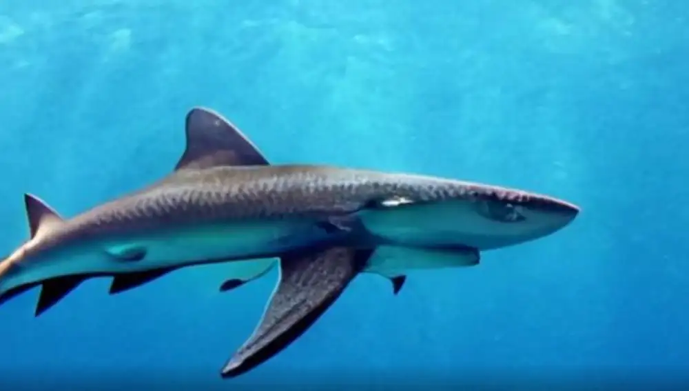 Tiburón creado Imagen Video.