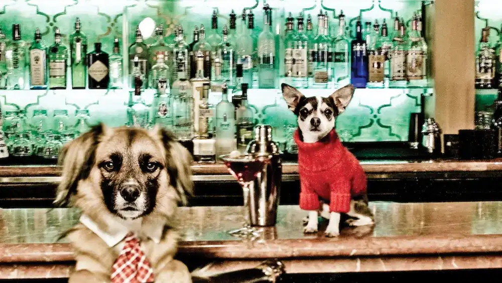 Bienvenidos a la &quot;yappy hour&quot;.