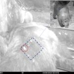 Fotografía en el comedero de terneros frecuentado por el oso
