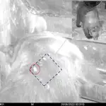  El ejemplar de oso pardo radiomarcado en Alto Sil supuestamente objeto de un episodio de furtivismo se encuentra en “buenas condiciones”