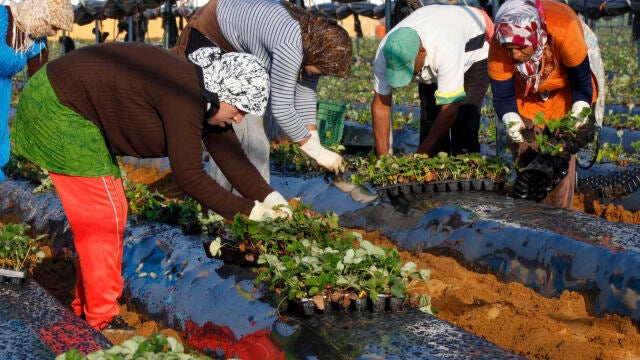 Un grupo de temporeras siembra las plantas de fresas en una finca de Cartaya (Huelva), provincia que aglutina más del 95% de la producción nacional