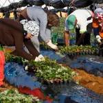 Un grupo de temporeras siembra las plantas de fresas en una finca de Cartaya (Huelva), provincia que aglutina más del 95% de la producción nacional