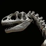 Cráneo de un alosaurio
