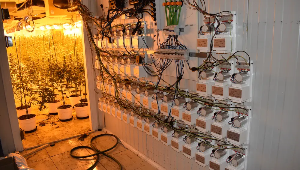 Desmantelan la mayor plantación indoor de la ciudad de Palencia