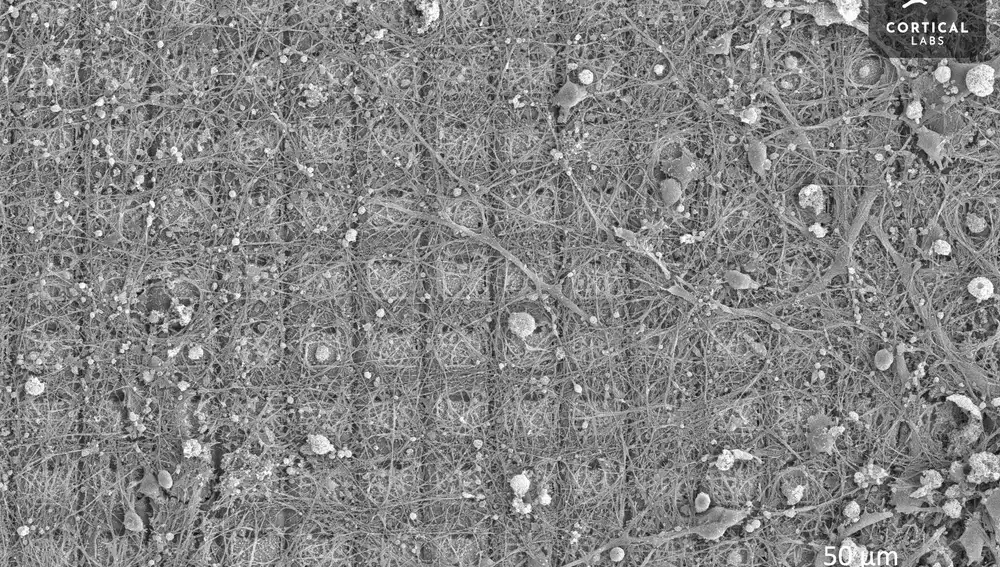 Imagen de microscopio electrónico de barrido de un cultivo neuronal que ha crecido durante más de seis meses en una matriz de electrodos múltiples de alta densidad.