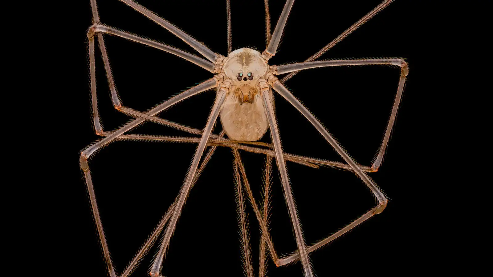 Araña papá de piernas largas (Pholcus phalangioides)