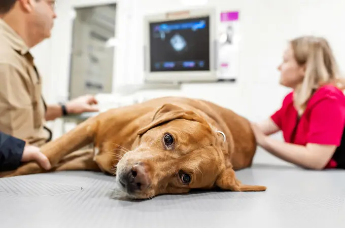 Estas son las tres enfermedades más comunes en perros (y cómo prevenirlas)