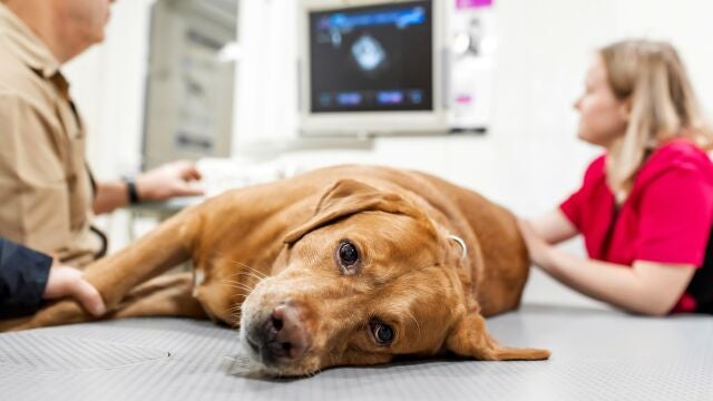 Perro en el veterinario.