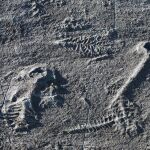 Fósil de los primeros animales, encontrado en la reserva ecológica de Mistaken Point, en Canada