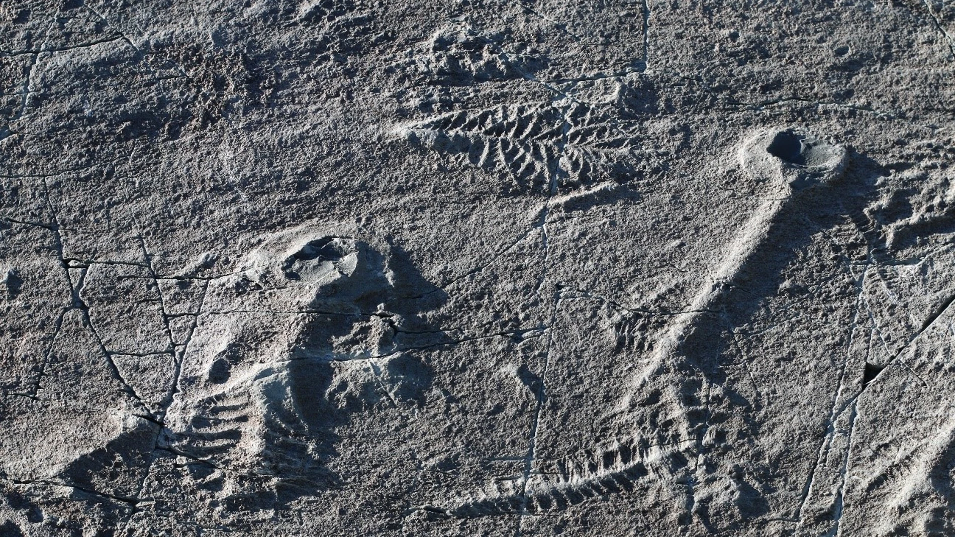 Fósil de los primeros animales, encontrado en la reserva ecológica de Mistaken Point, en Canada