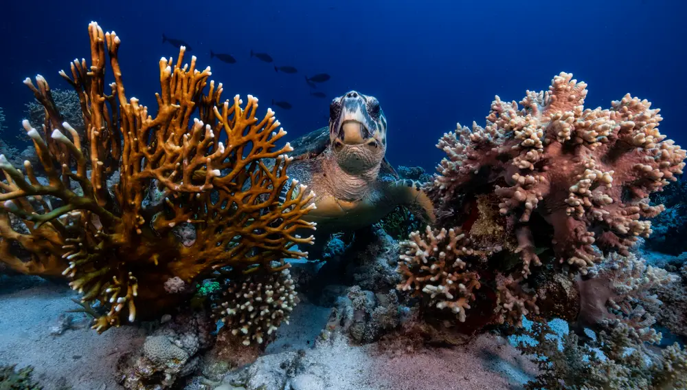 Una tortuga carey sorprendida mientras se alimenta de coral.
