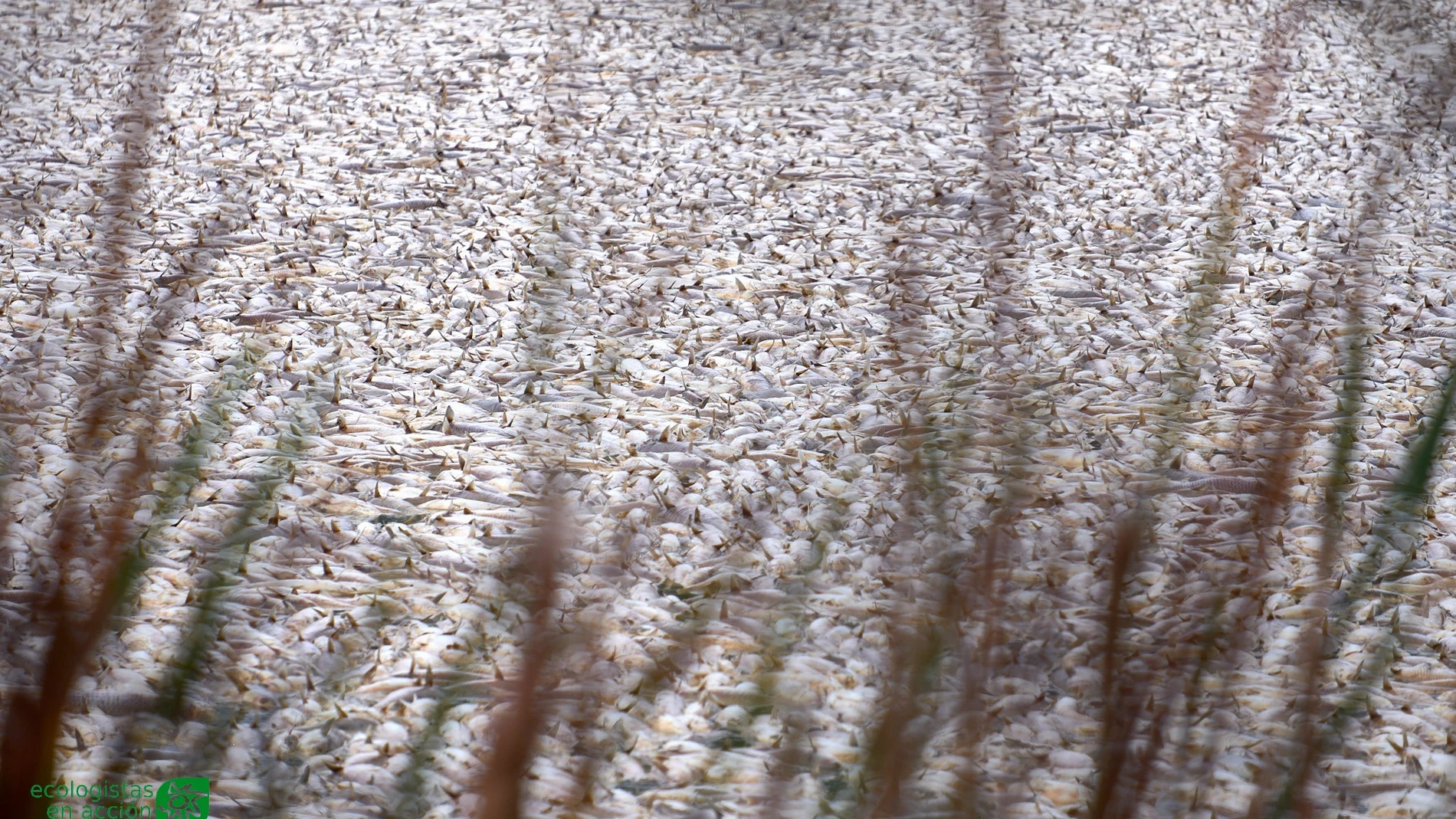 Imagen de los peces que aparecieron muertos. ECOLOGISTAS EN ACCIÓN