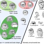 Diagrama esquemático que resume la variación entre taxones y los cambios evolutivos en la morfología del seno frontal de los homínidos.