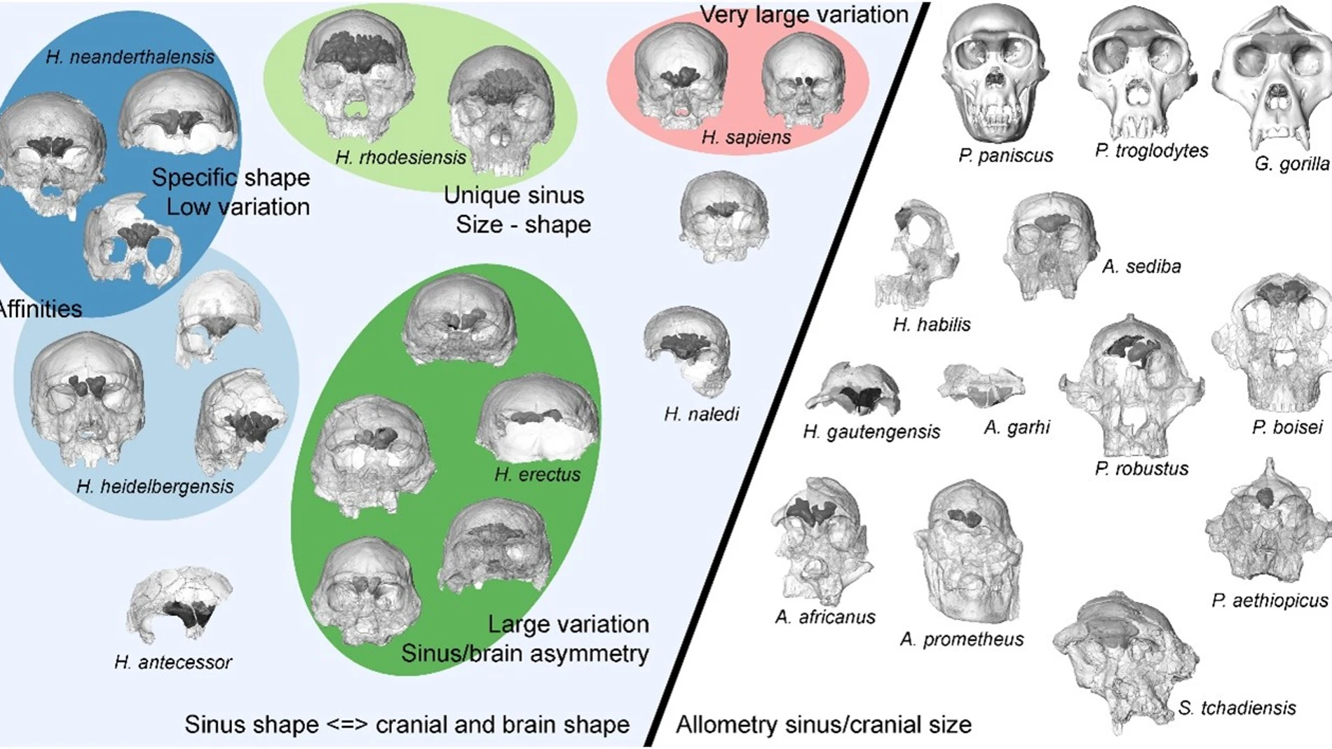 Diagrama esquemático que resume la variación entre taxones y los cambios evolutivos en la morfología del seno frontal de los homínidos.