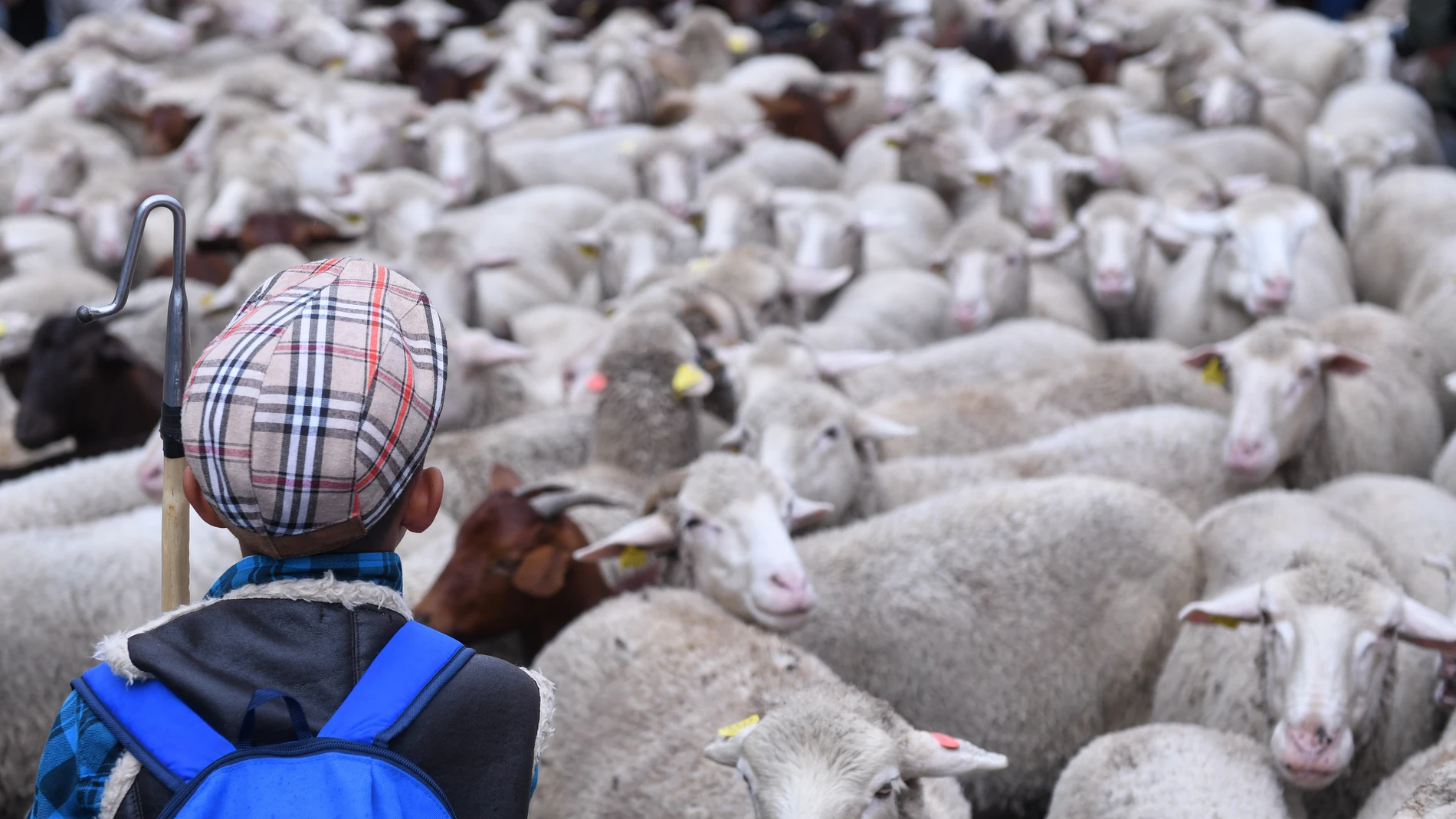 Un pastor con el rebaño de más de 1.000 ovejas. Fernando Sánchez / Europa Press