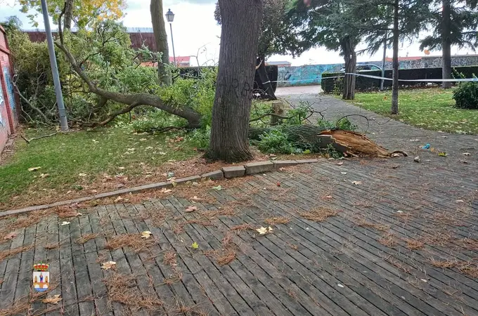 El fuerte viento derriba algunos árboles, ramas y objetos en Zamora, sin que se hayan registrado víctimas