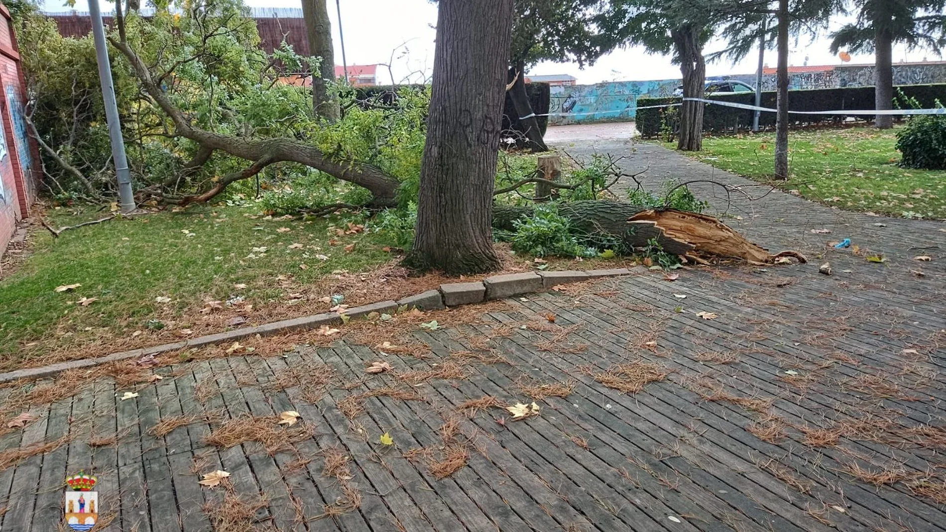 El fuerte viento derriba algunos árboles, ramas y objetos en Zamora