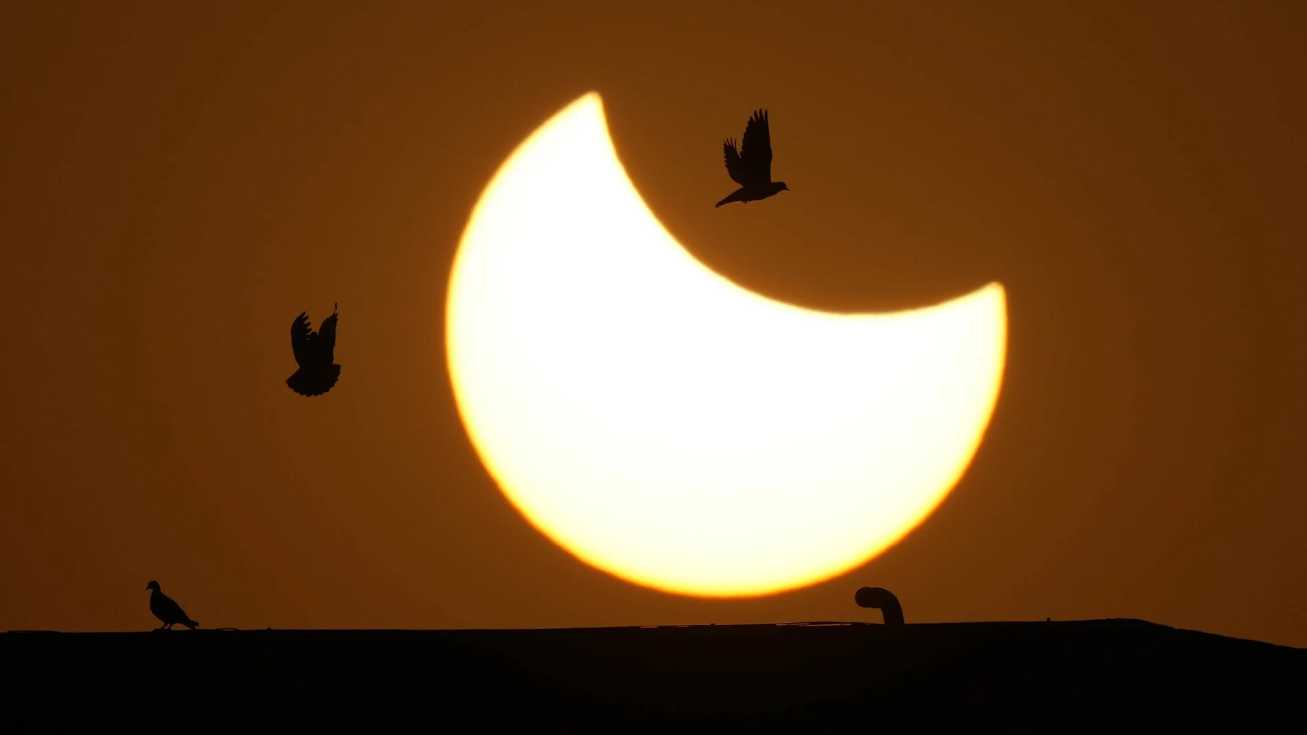 Las palomas sobrevuelan un eclipse solar parcial en Ahmedabad, India