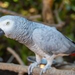 Algunas investigaciones sugieren que estos loros tienen una capacidad de razonamiento similar a la de un niño de tres o cuatro años