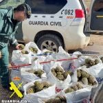 La Guardia Civil denuncia a un hombre con 800 kilos de piñas obtenidas ilegalmente en el Alfoz de Burgos