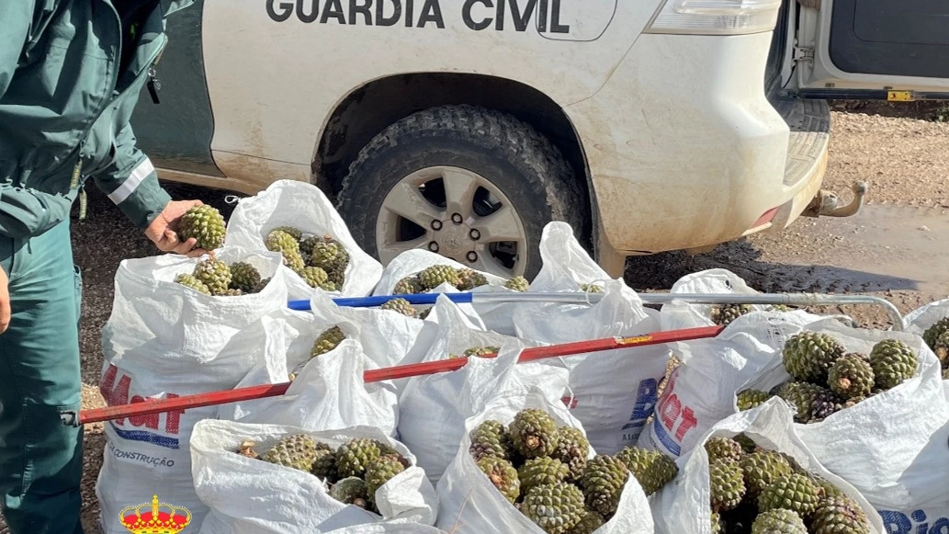 La Guardia Civil denuncia a un hombre con 800 kilos de piñas obtenidas ilegalmente en el Alfoz de Burgos