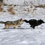 Dos lobos en Yellowstone