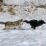 Dos lobos en Yellowstone