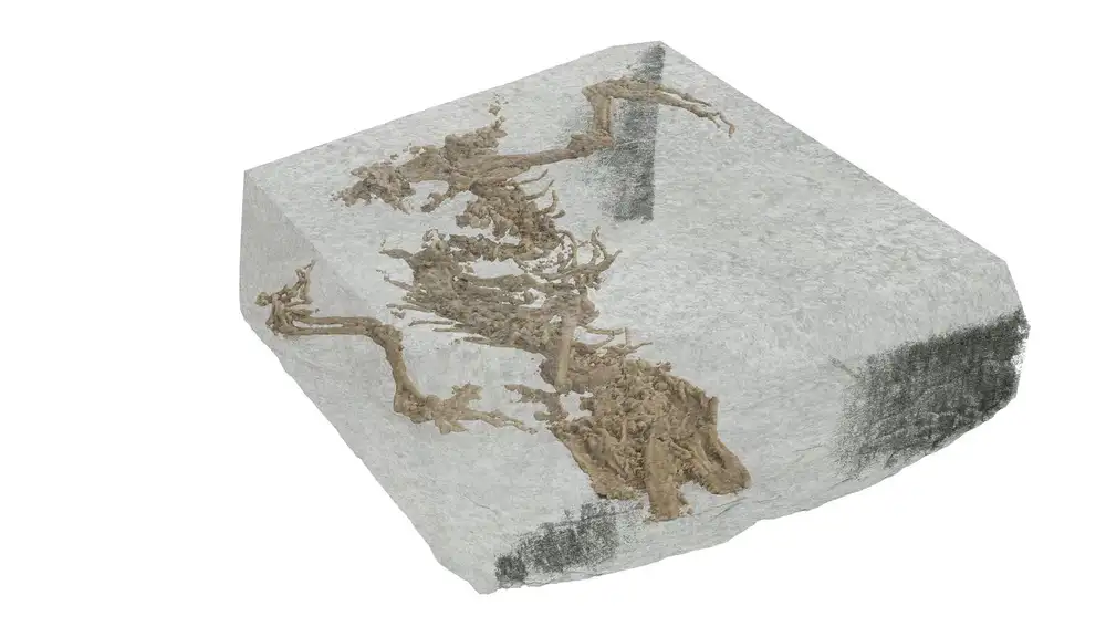 Imagen digital del fósil de Bellairsia gracilis en el interior de la roca, tal y como indican los datos del escáner.