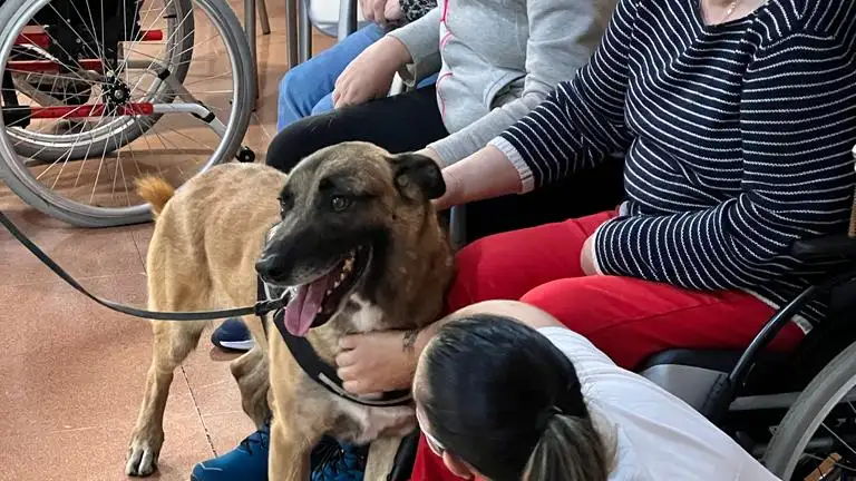 Demostración de perros de asistencia