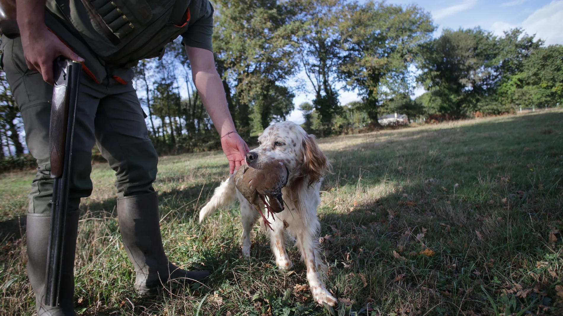 Un cazador recoge una perdiz con su perro de caza