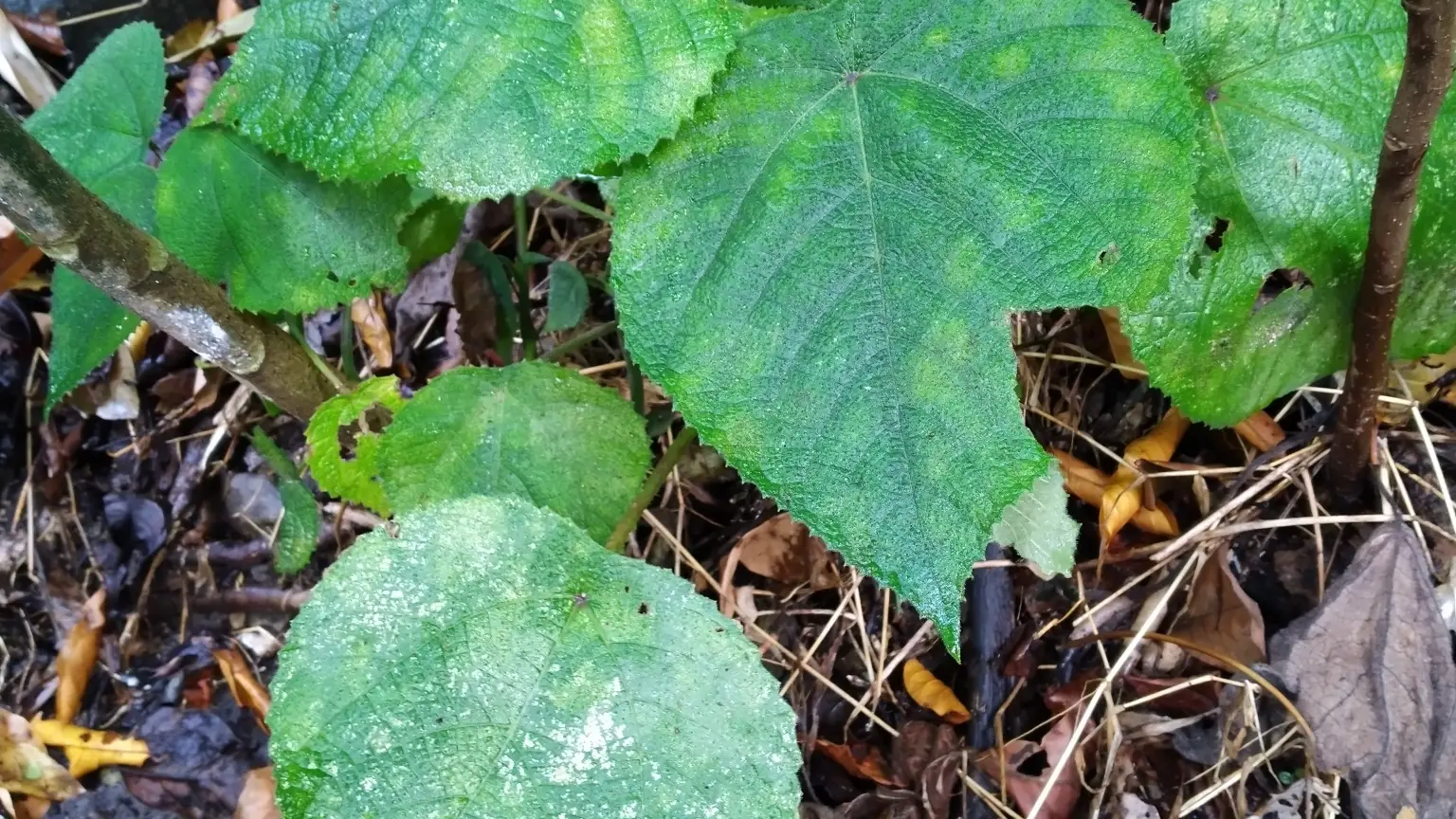 Un espécimen de &quot;Dendrocnide moroides&quot;