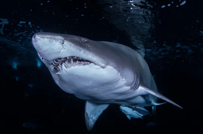 Los tiburones se encuentran en grave peligro, nos advierten los expertos