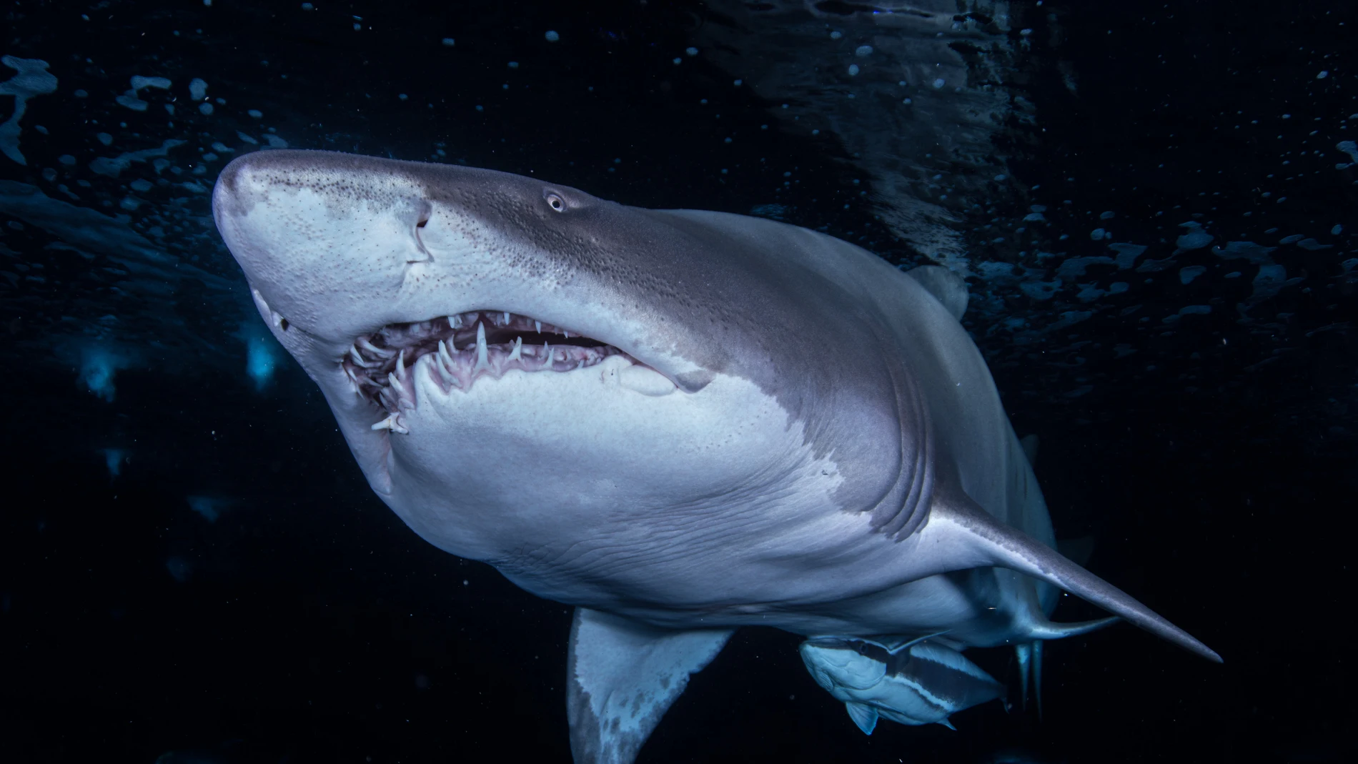 Imagen de un tiburón toro (Carcharias taurus)