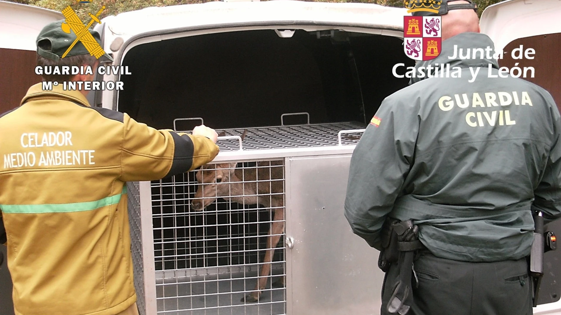 Agentes de la Guardia Civil y personal del Servicio Territorial de Medio Ambiente de la Junta liberan a la hembra de ciervo en cautividad.GUARDIA CIVIL03/11/2022