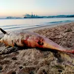 Cadáver del delfín encontrado muerto en la playa del Rinconcillo, en la Bahía de Algeciras (Cádiz)