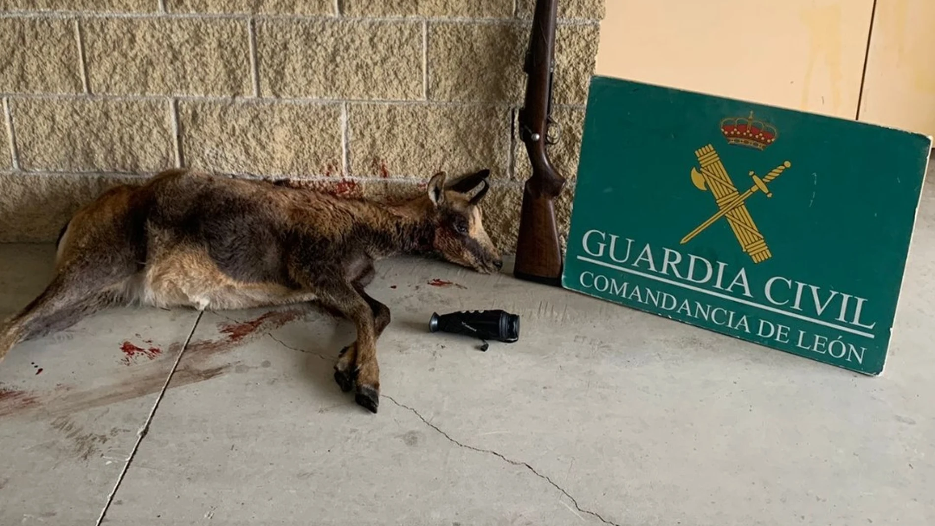 La Guardia Civil denuncia a dos cazadores furtivos que abatieron un rebeco en horario nocturno en los montes de Balboa (León)