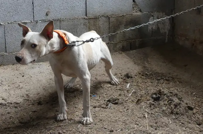 ¿Por qué se siguen dando mutilaciones en los perros?: multas de hasta 50.000 euros