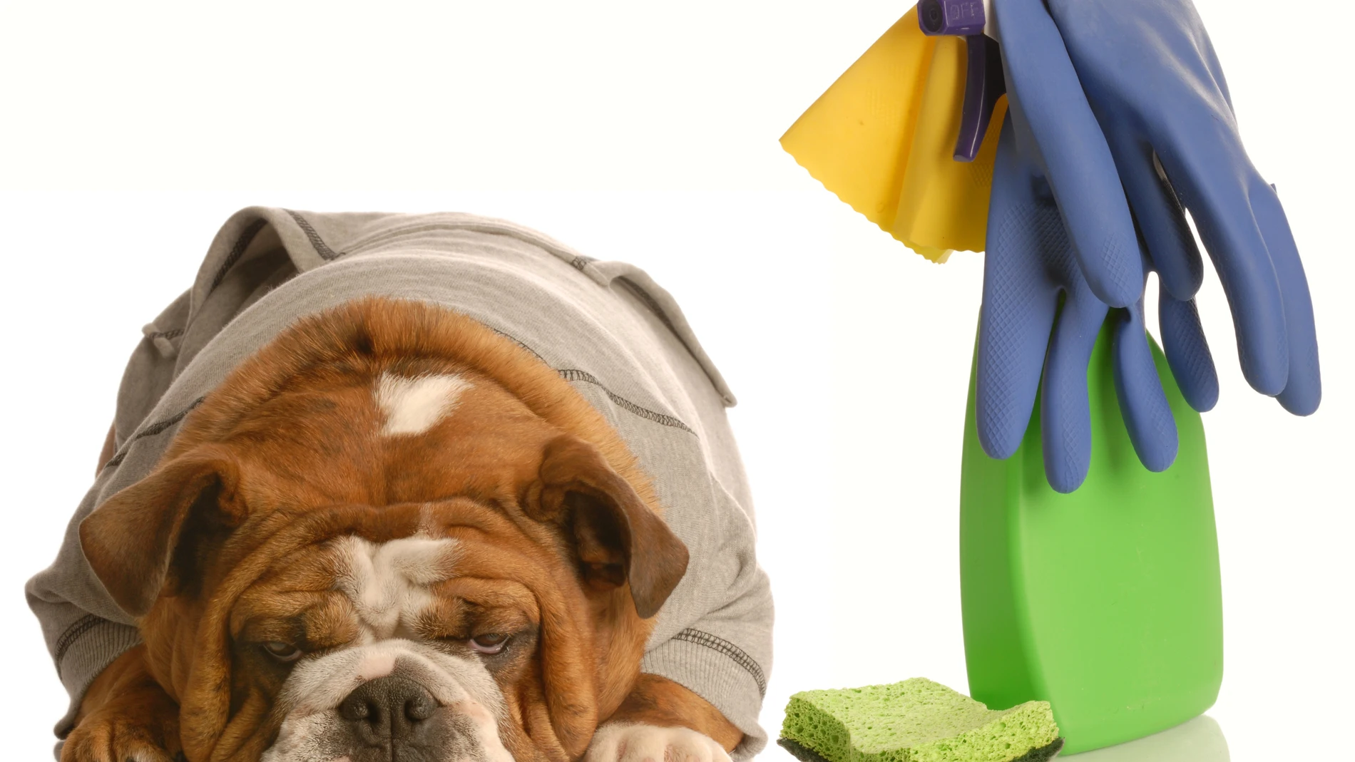 La correcta limpieza de la orina de un perro evitará que vuelva a hacer pis en el mismo sitio | Fuente: Dreamstime