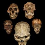 Cráneos de Australopithecus juvenil, Australopithecus adulto, chimpancé juvenil, chimpancé adulto, y Homo erectus (centro) del UO Museum of Natural and Cultural History/Tesla Monson